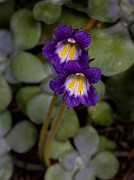 Aphyllon purpureum - Single Flower Broomrape 19-2784